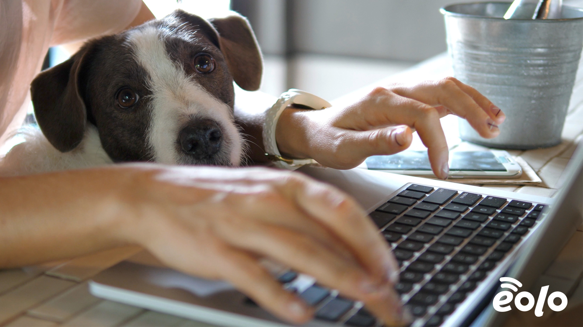 ragazza al pc cambia server DNS con in braccio il cane